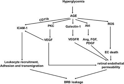 Endothelial Dysfunction in Diabetic Retinopathy